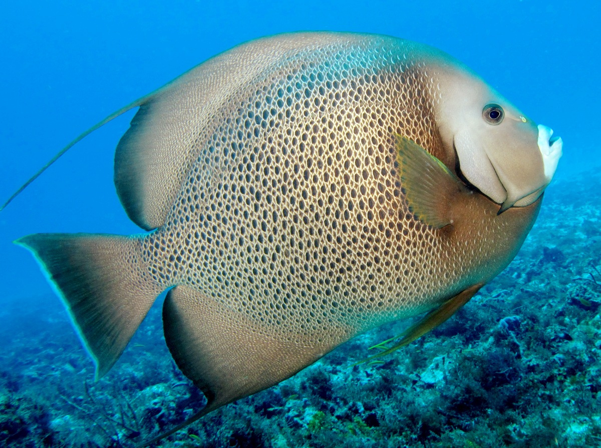 Gray Angelfish - Pomacanthus arcuatus