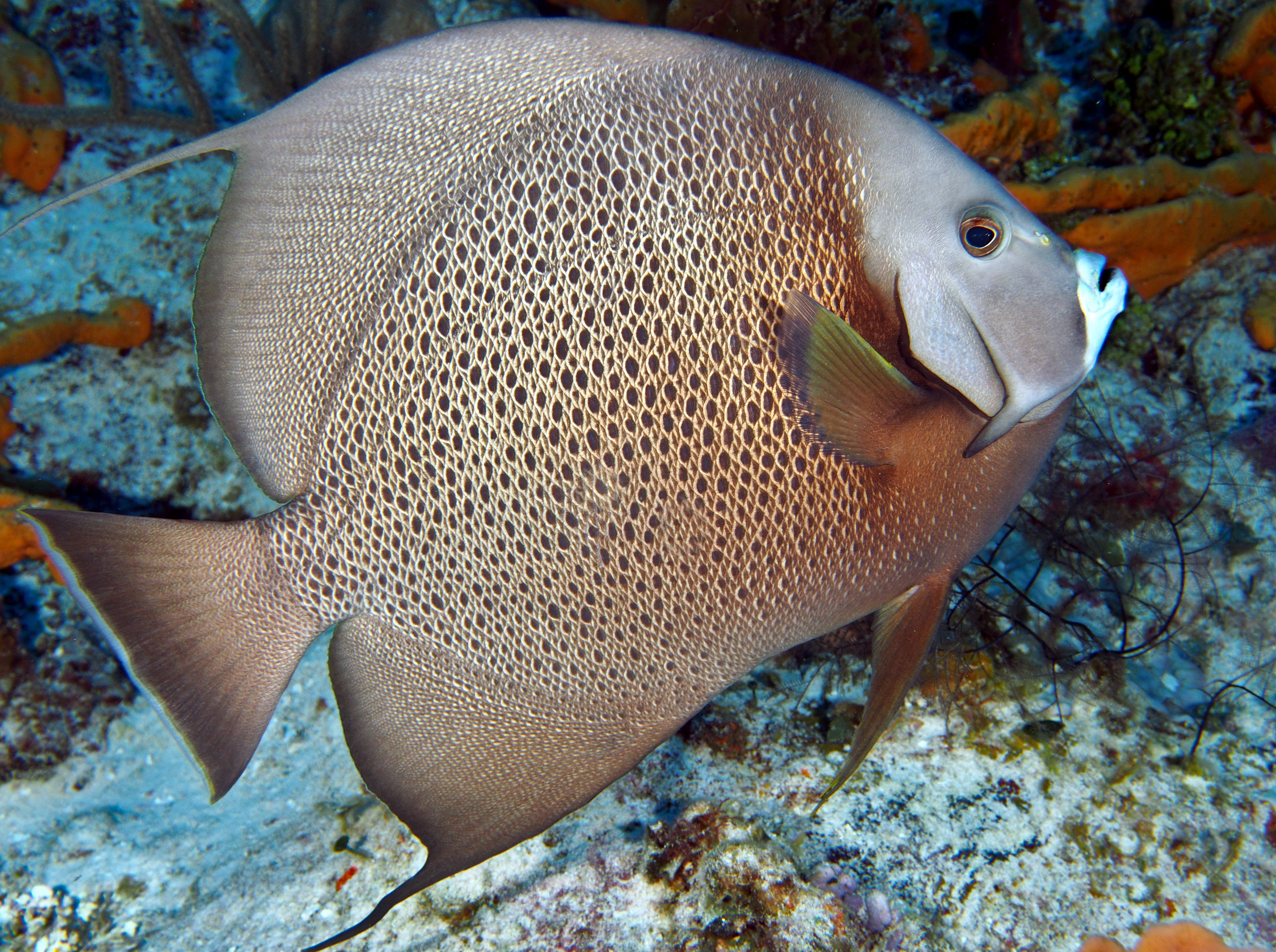 Gray Angelfish - Pomacanthus arcuatus