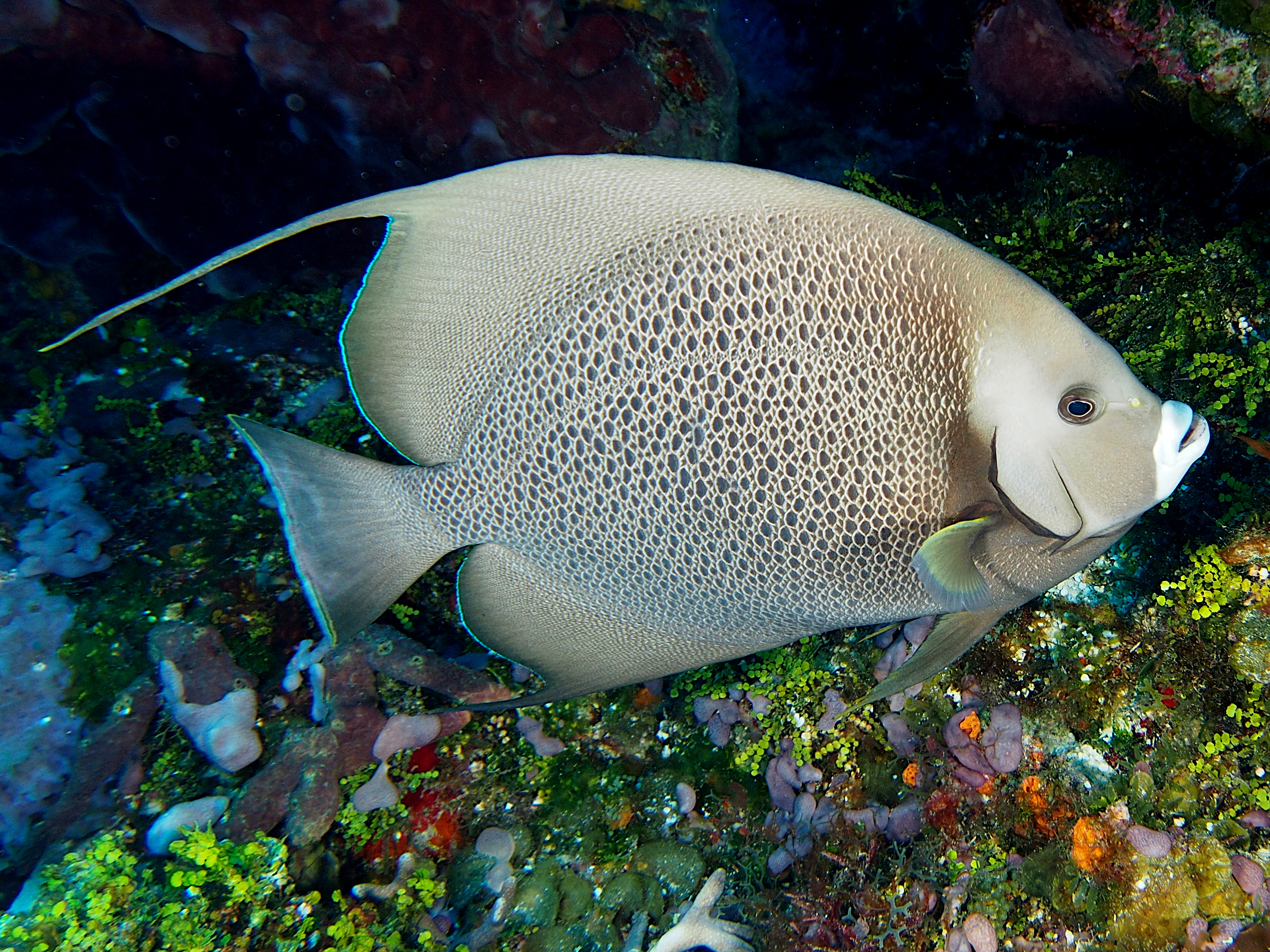 Gray Angelfish - Pomacanthus arcuatus