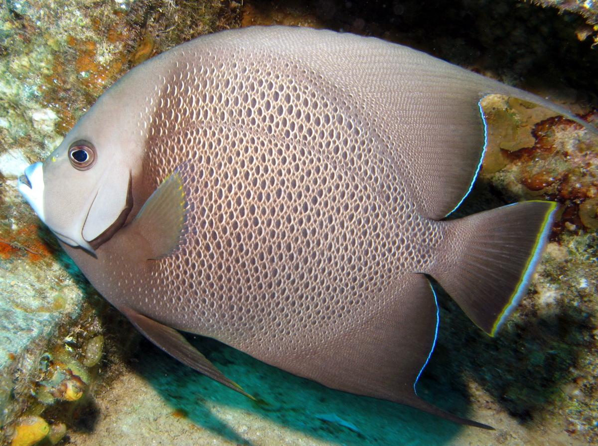 Gray Angelfish - Pomacanthus arcuatus