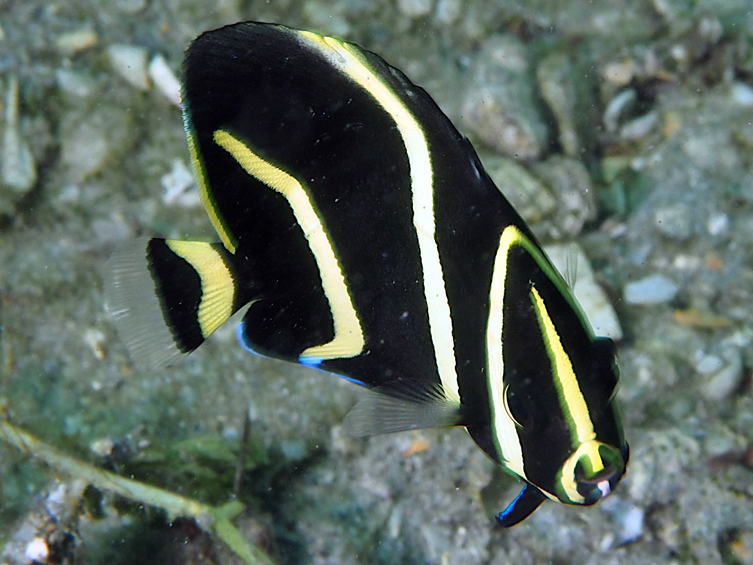 Gray Angelfish - Pomacanthus arcuatus