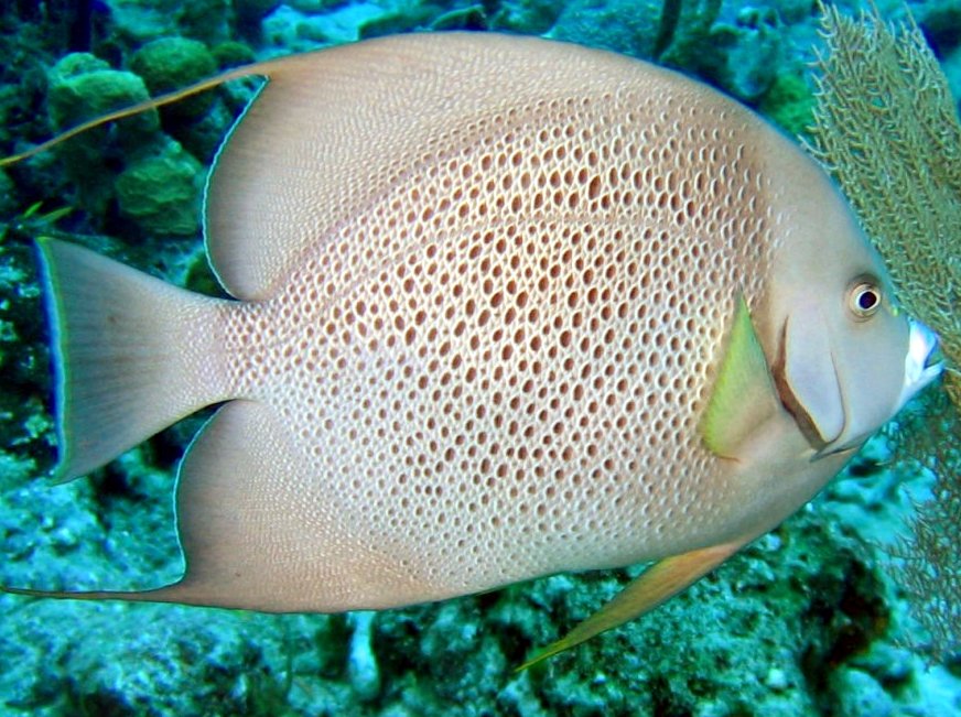 Gray Angelfish - Pomacanthus arcuatus