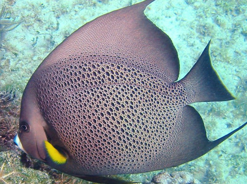 Gray Angelfish - Pomacanthus arcuatus