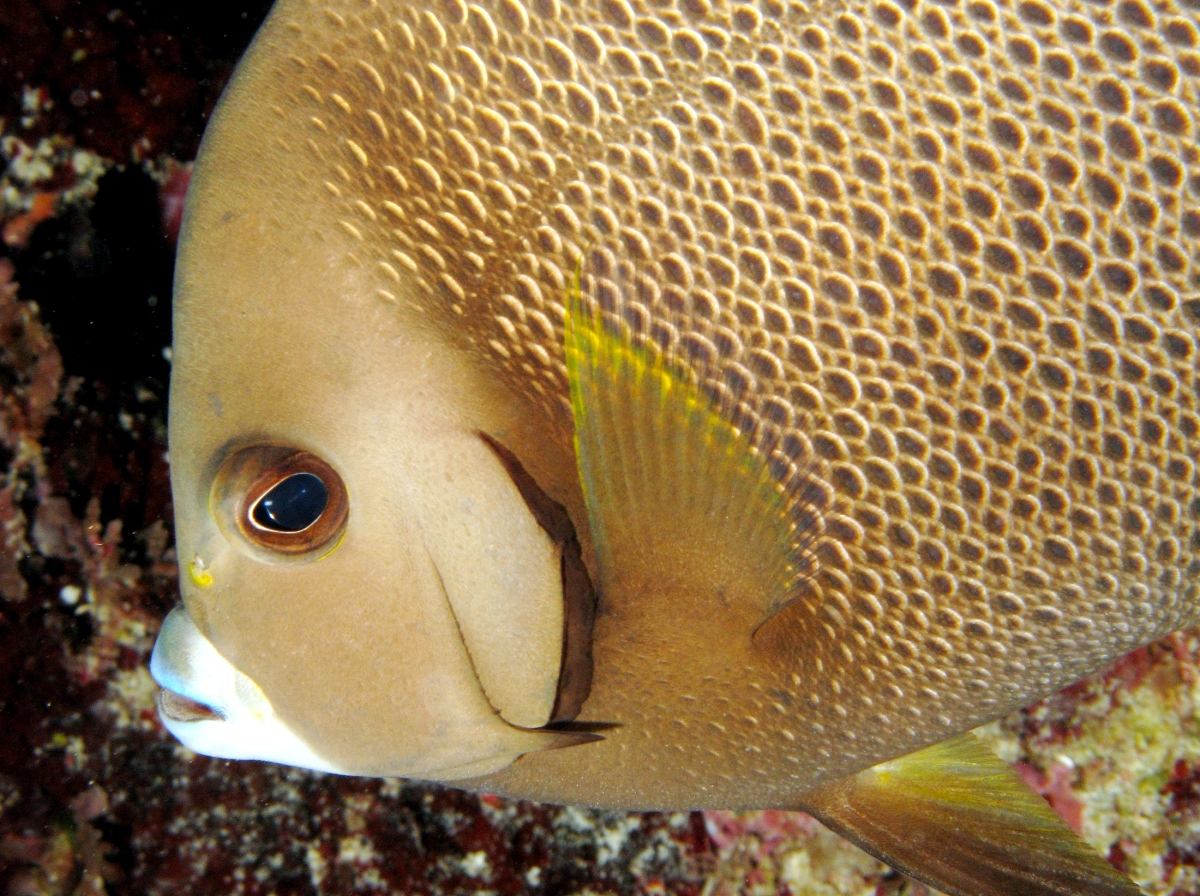 Gray Angelfish - Pomacanthus arcuatus