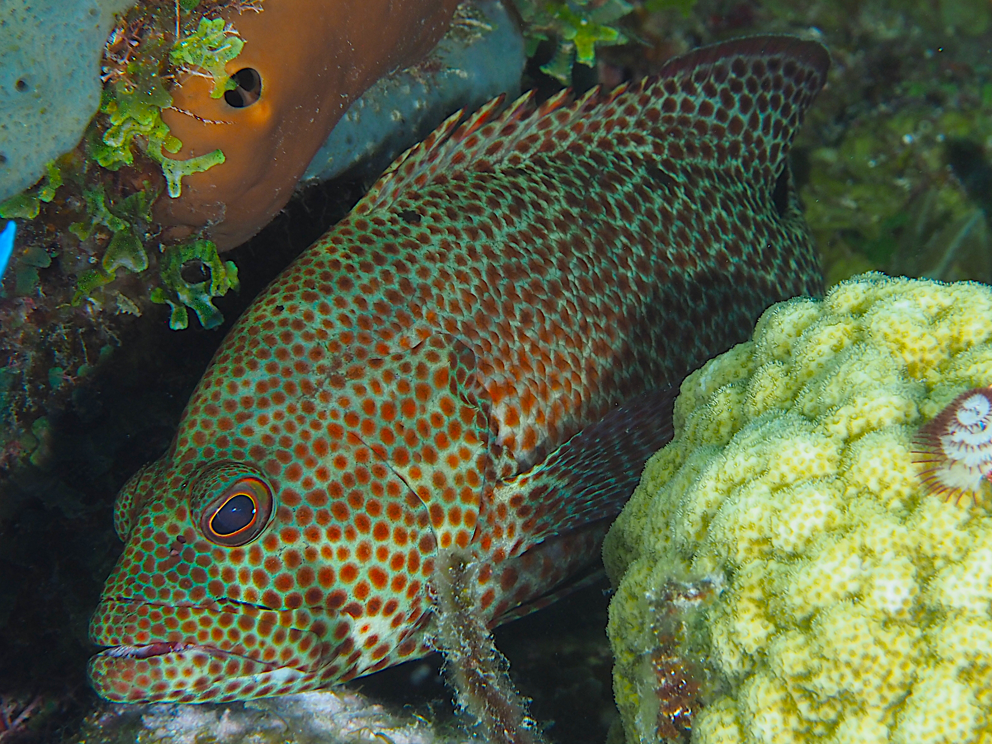 Graysby - Cephalopholis cruentata