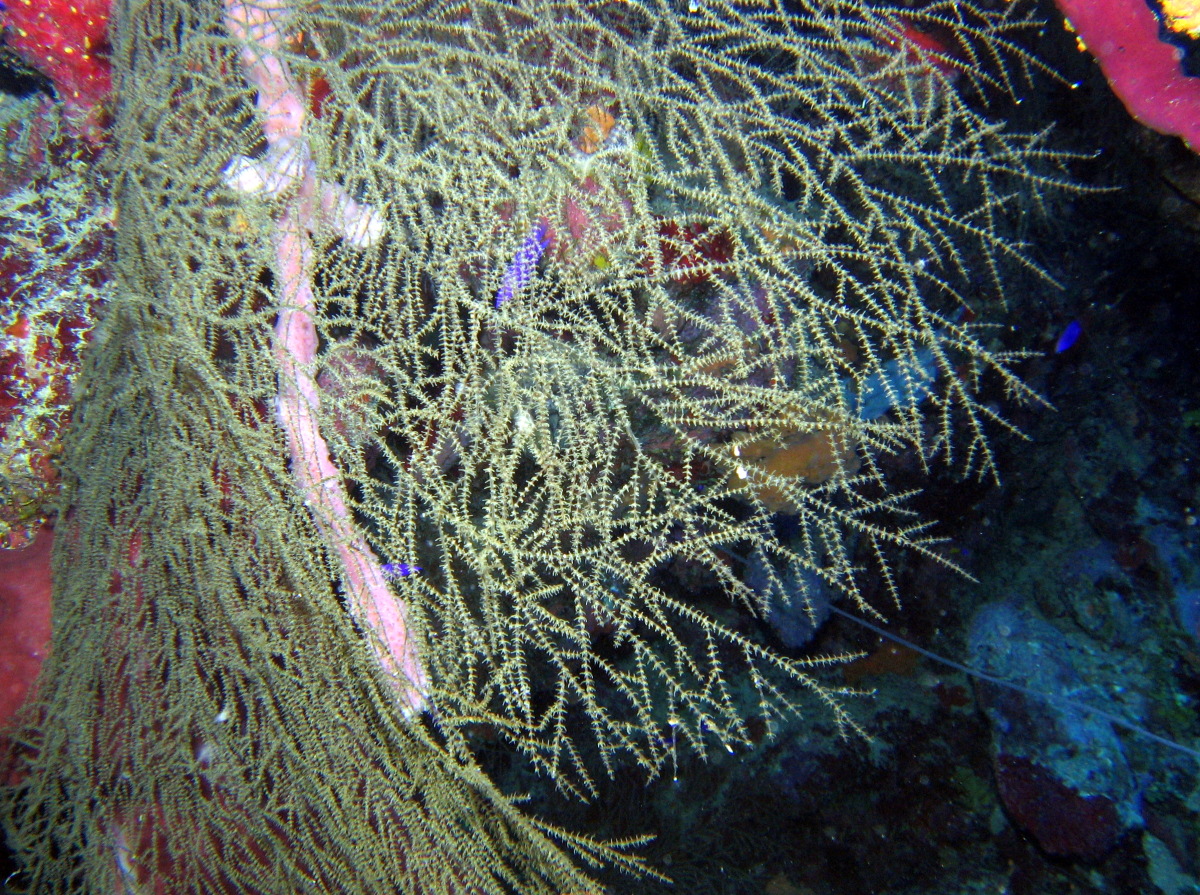 Gray Sea Fan Black Coral - Antipathes atlantica - Roatan, Honduras