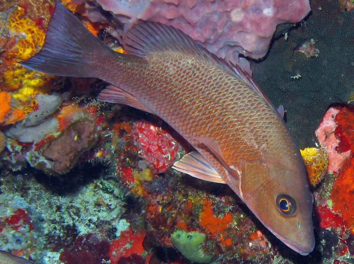 Gray Snapper - Lutjanus griseus