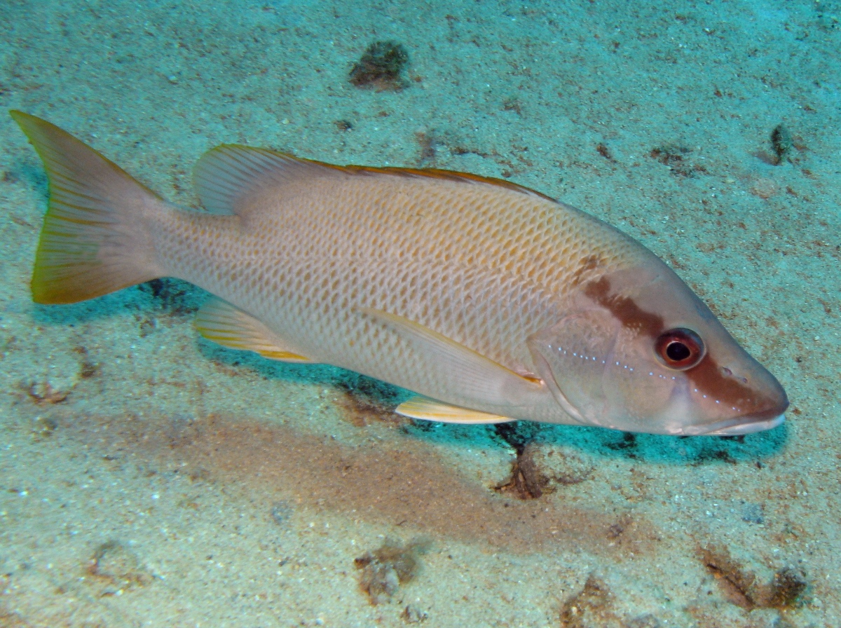 Gray Snapper - Lutjanus griseus