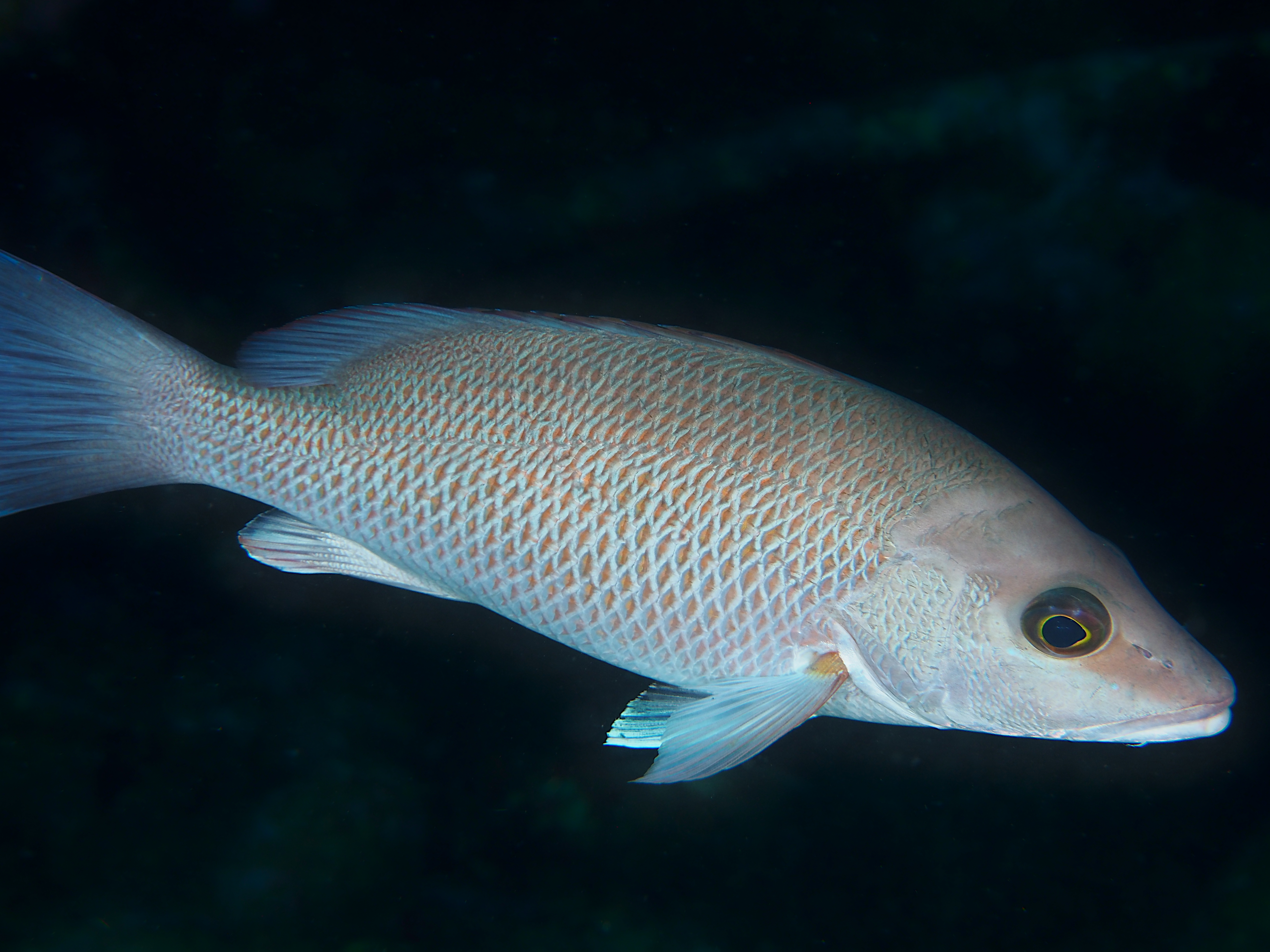 Gray Snapper - Lutjanus griseus