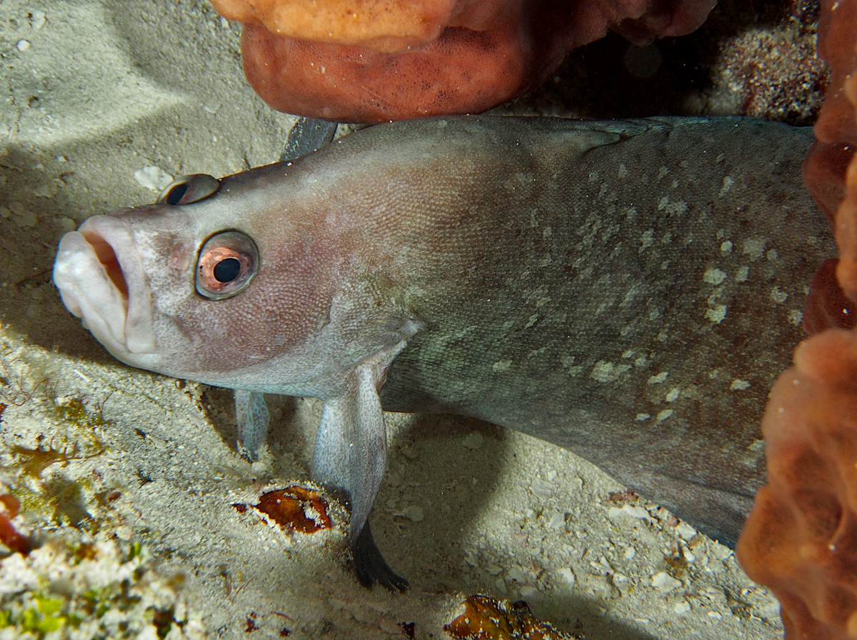 Greater Soapfish - Rypticus saponaceus