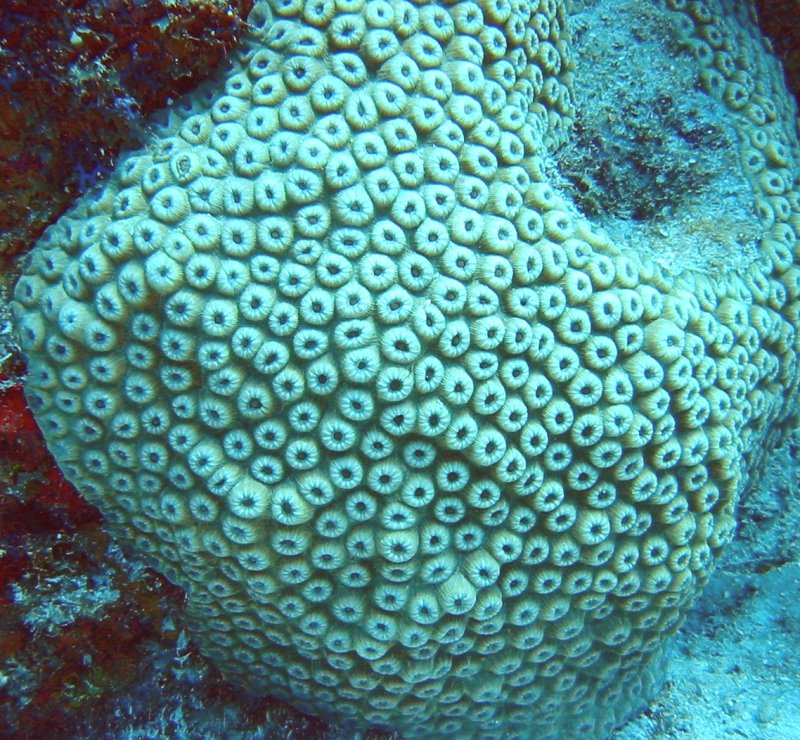 Great Star Coral - Montastraea cavernosa