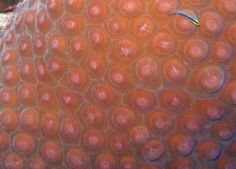 Great Star Coral - Montastraea cavernosa