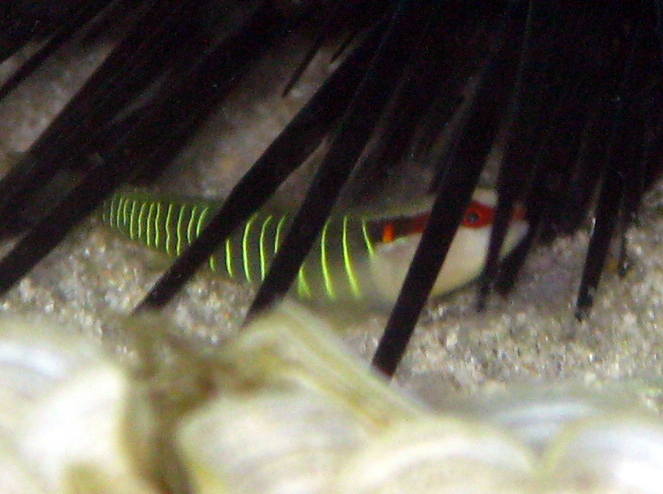 Greenbanded Goby - Tigrigobius multifasciatus - St Thomas, USVI