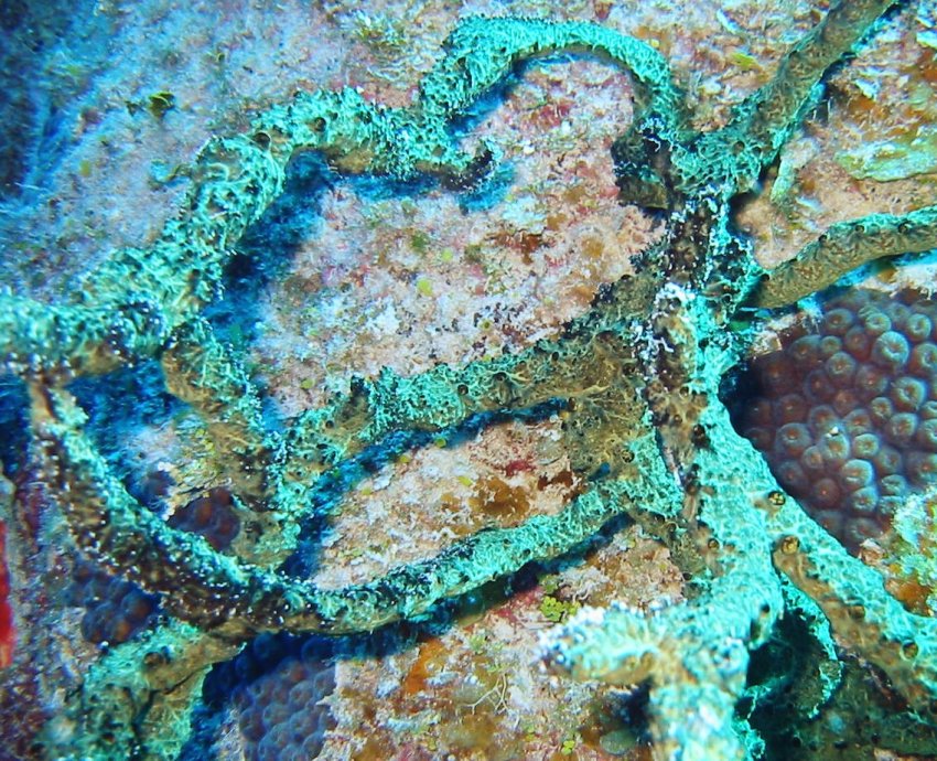 Green Finger Sponge - Iotrochota birotulata