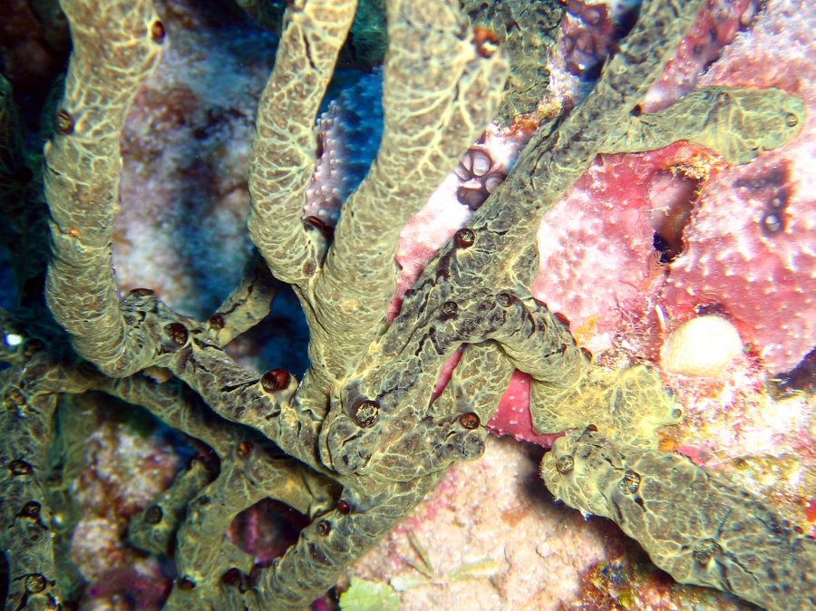 Green Finger Sponge - Iotrochota birotulata