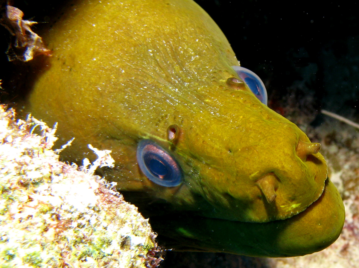 Green Moray Eel - Gymnothorax funebris