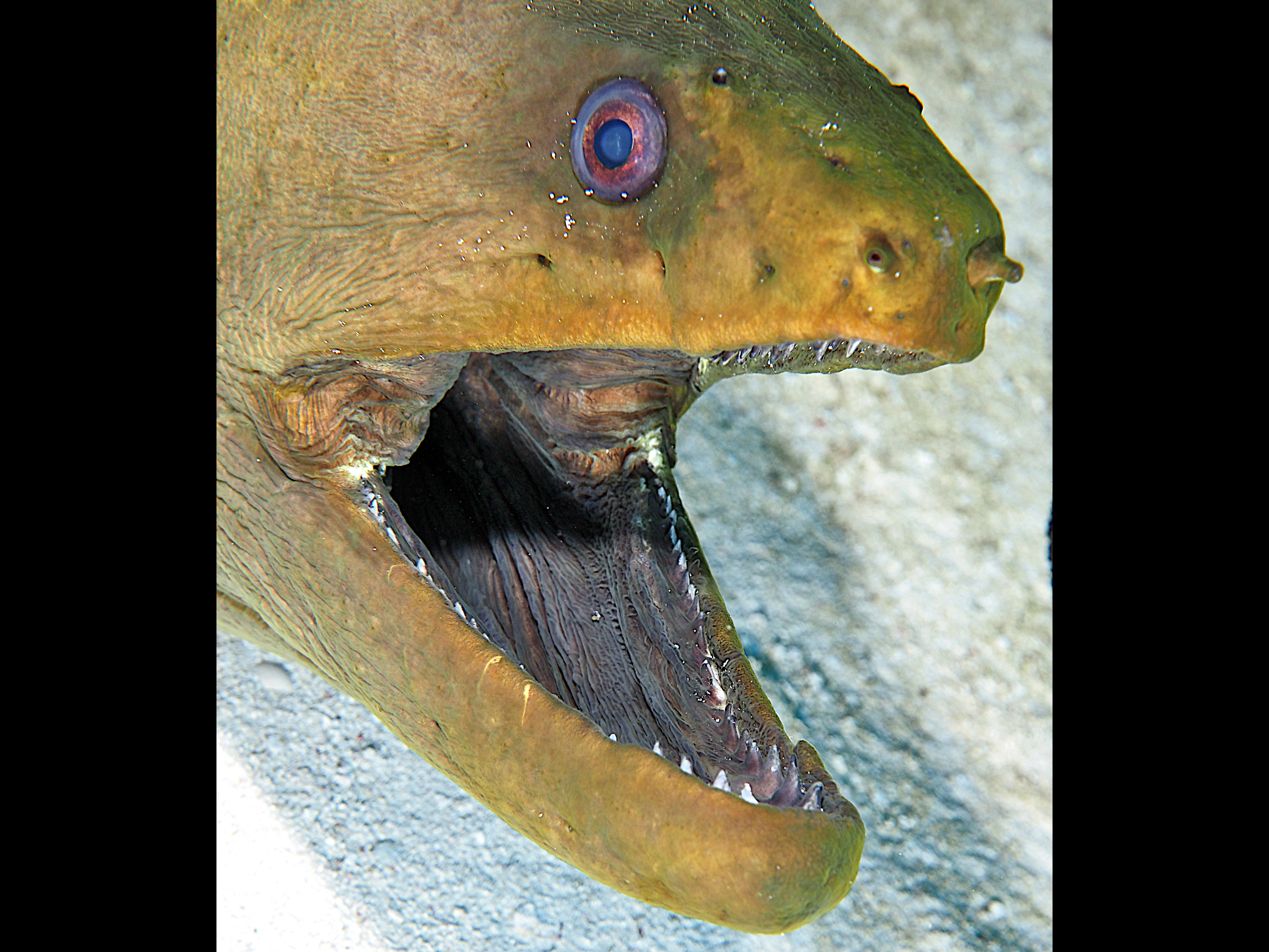 Green Moray Eel - Gymnothorax funebris
