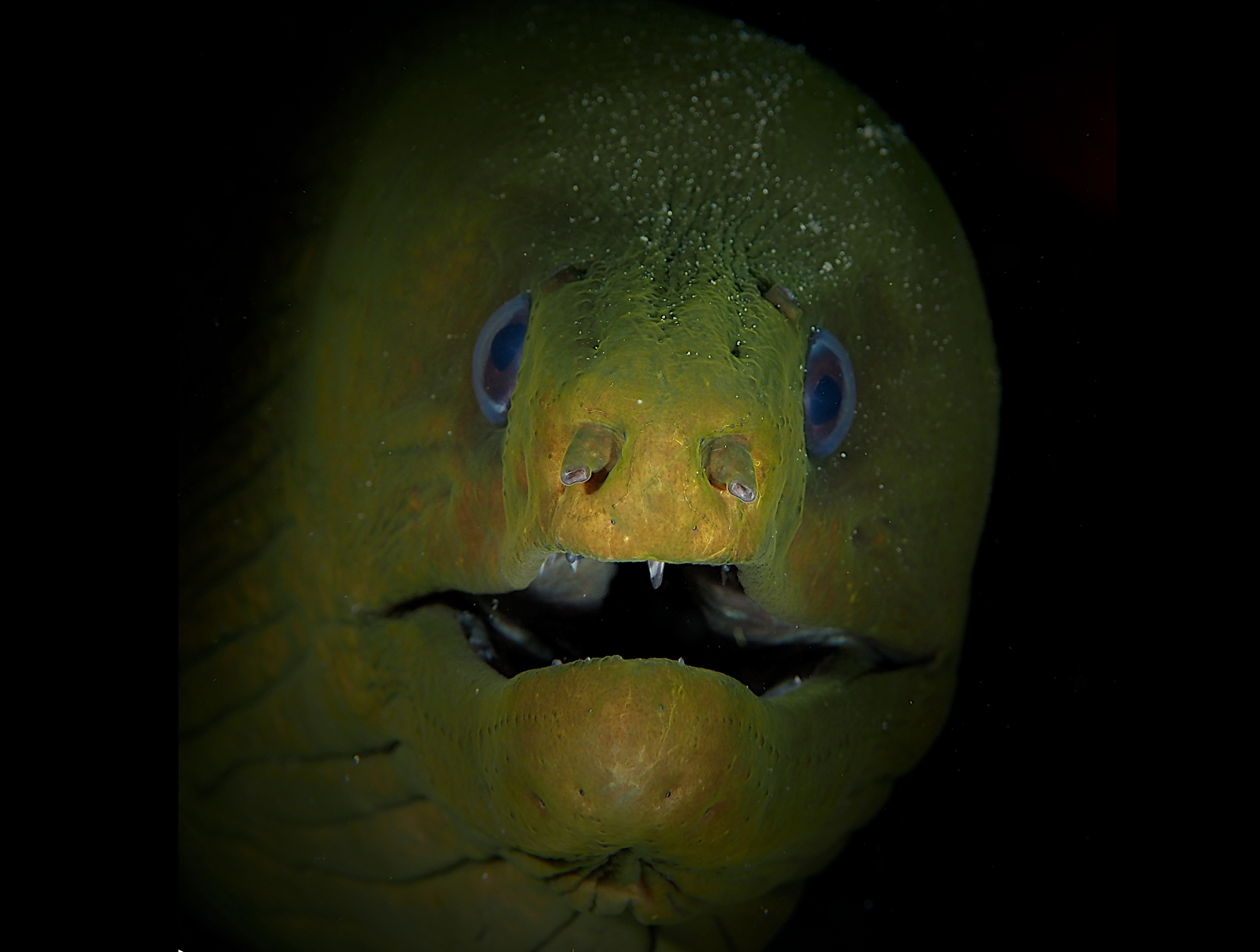 Green Moray Eel - Gymnothorax funebris