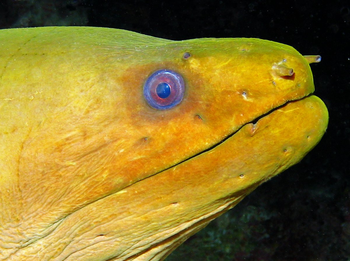 Green Moray Eel - Gymnothorax funebris