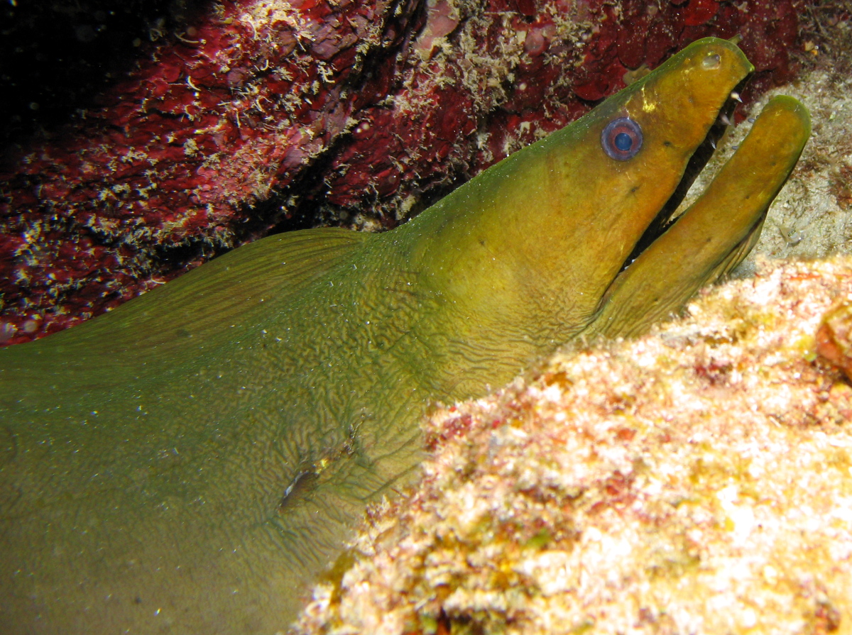 Green Moray Eel - Gymnothorax funebris