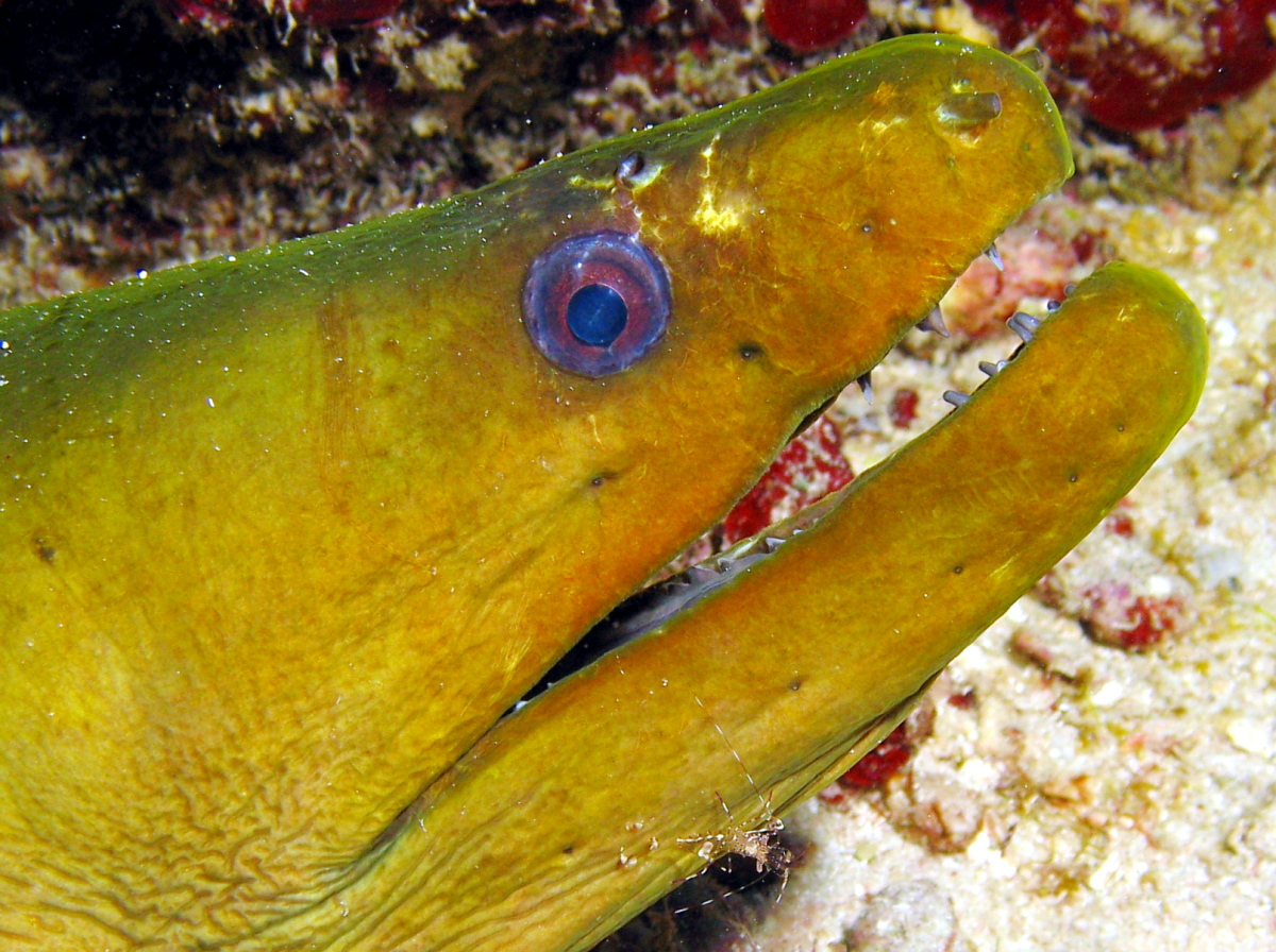 Green Moray Eel - Gymnothorax funebris