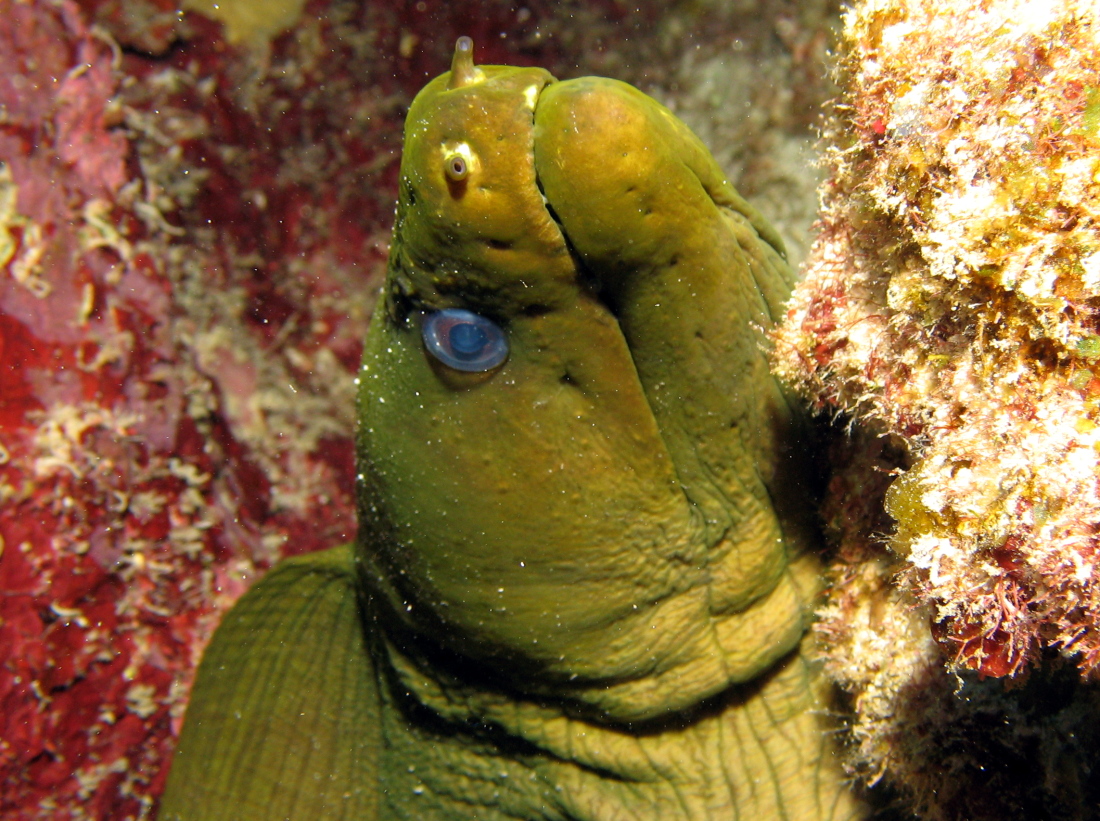 Green Moray Eel - Gymnothorax funebris