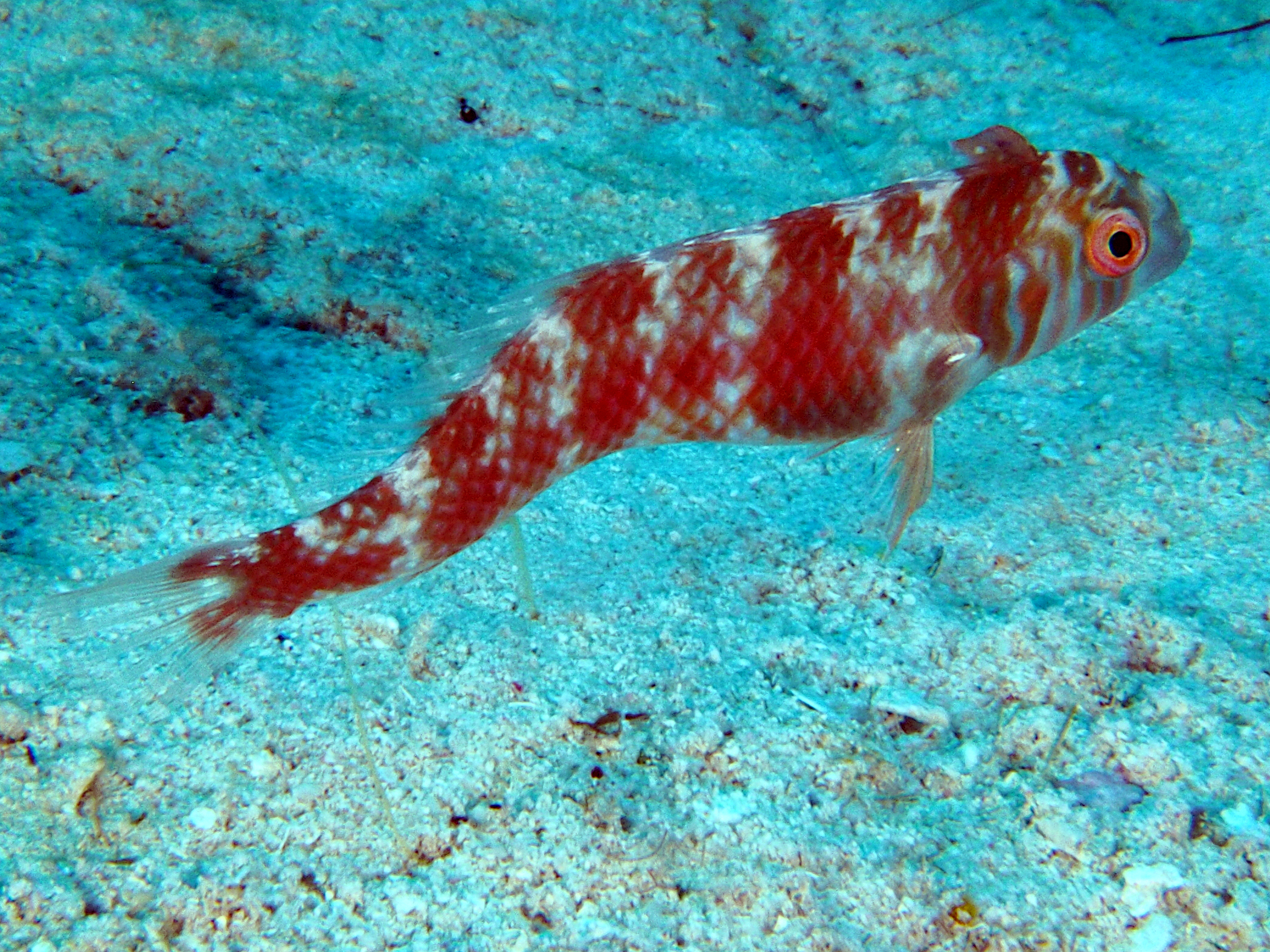 Green Razorfish - Xyrichtys splendens