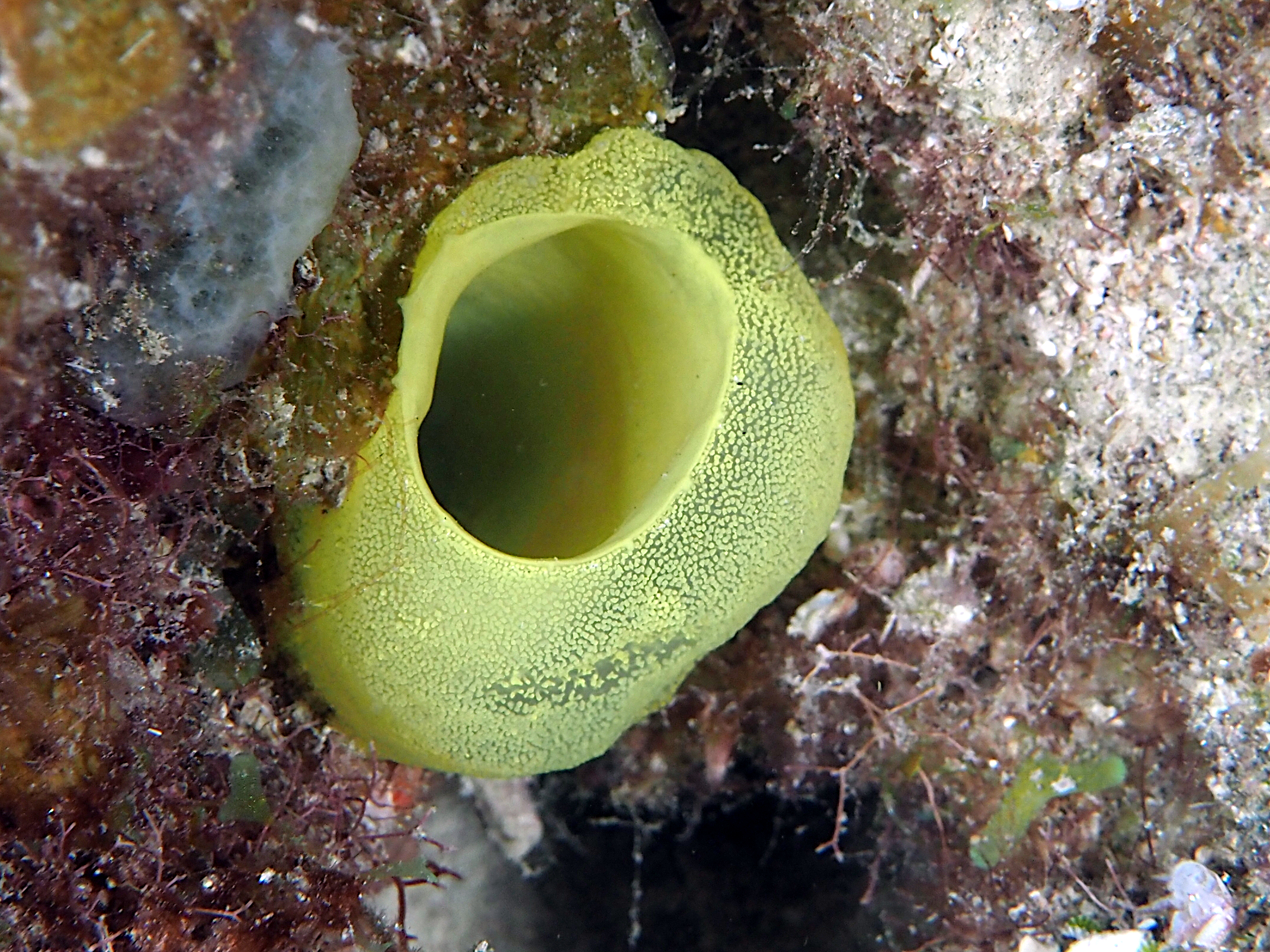 Green Tube Tunicate - Phallusia fragilis