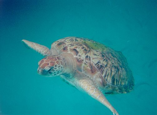 Green Turtle - Chelonia mydas