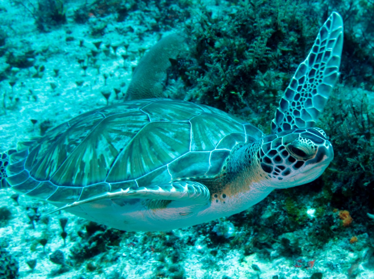 Green Turtle - Chelonia mydas