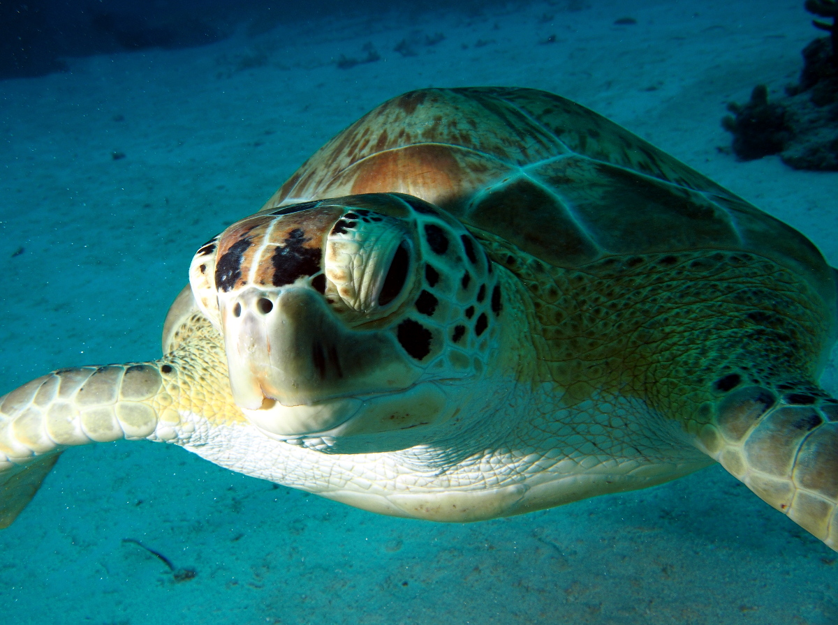 Green Turtle - Chelonia mydas