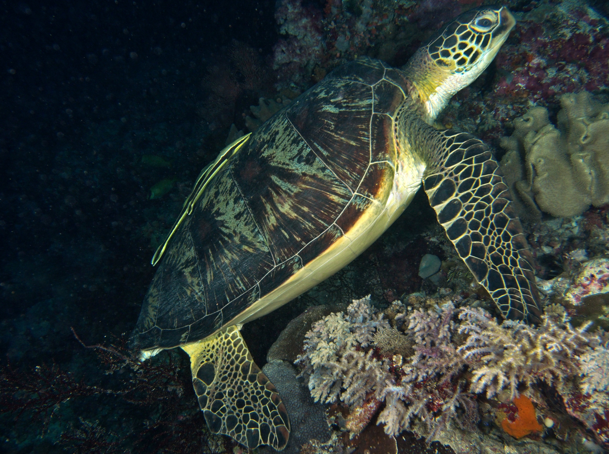 Green Turtle - Chelonia mydas