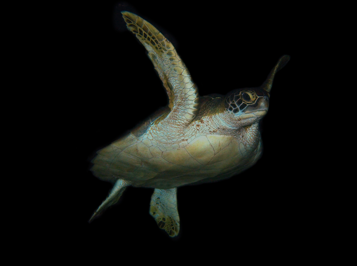 Green Turtle - Chelonia mydas