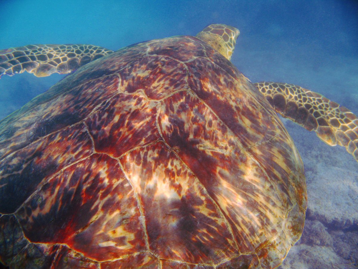 Green Turtle - Chelonia mydas