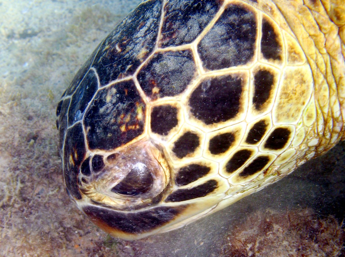 Green Turtle - Chelonia mydas