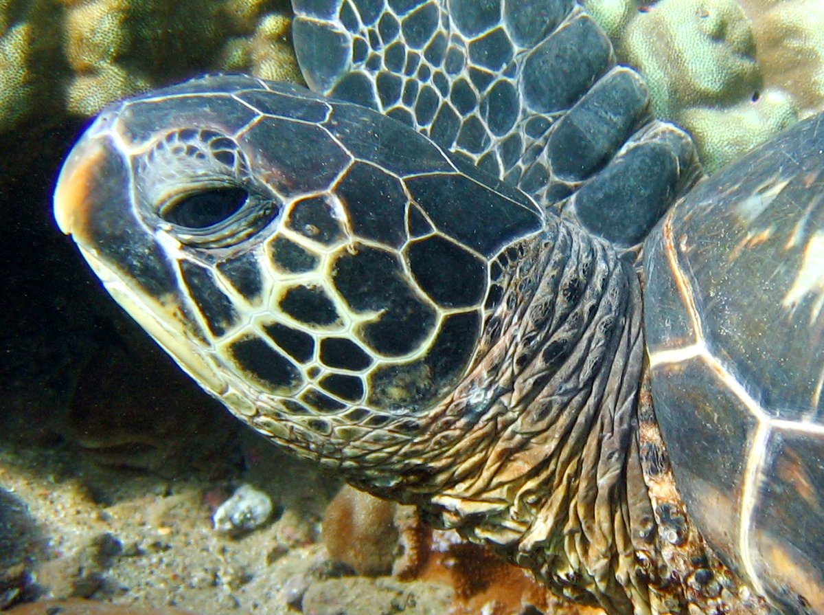 Green Turtle - Chelonia mydas