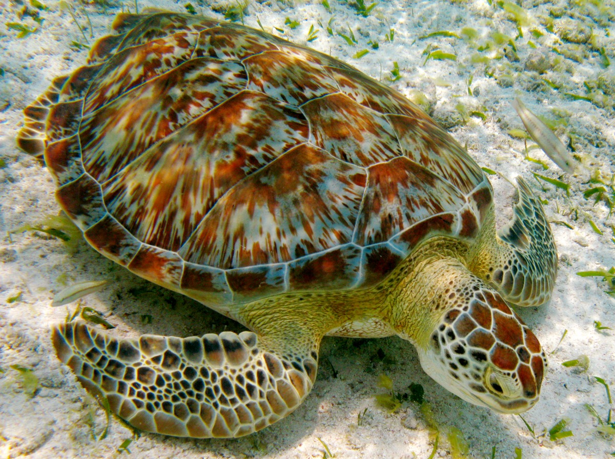 Green Turtle - Chelonia mydas