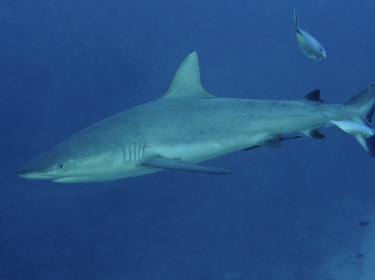 Gray Reef Shark - Carcharhinus amblyrhynchos