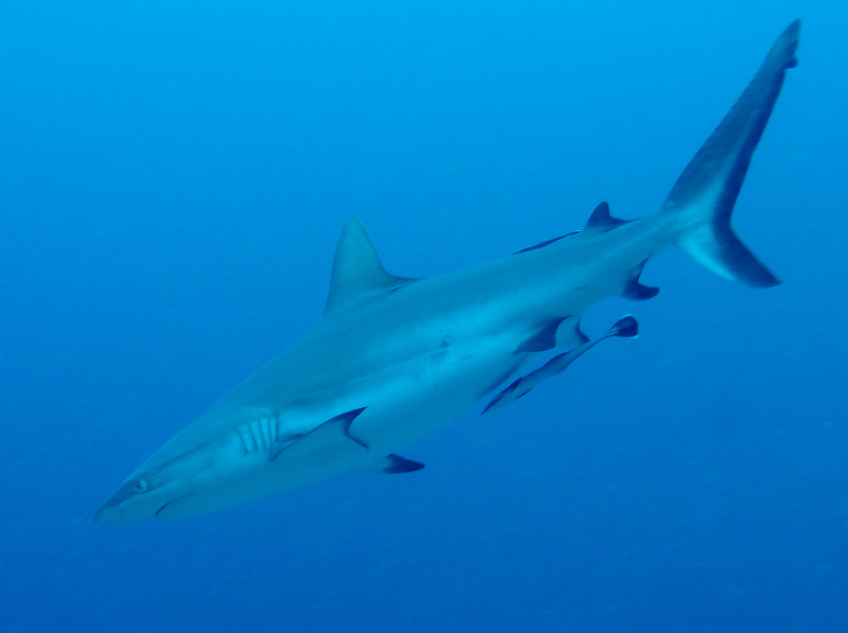 Gray Reef Shark - Carcharhinus amblyrhynchos