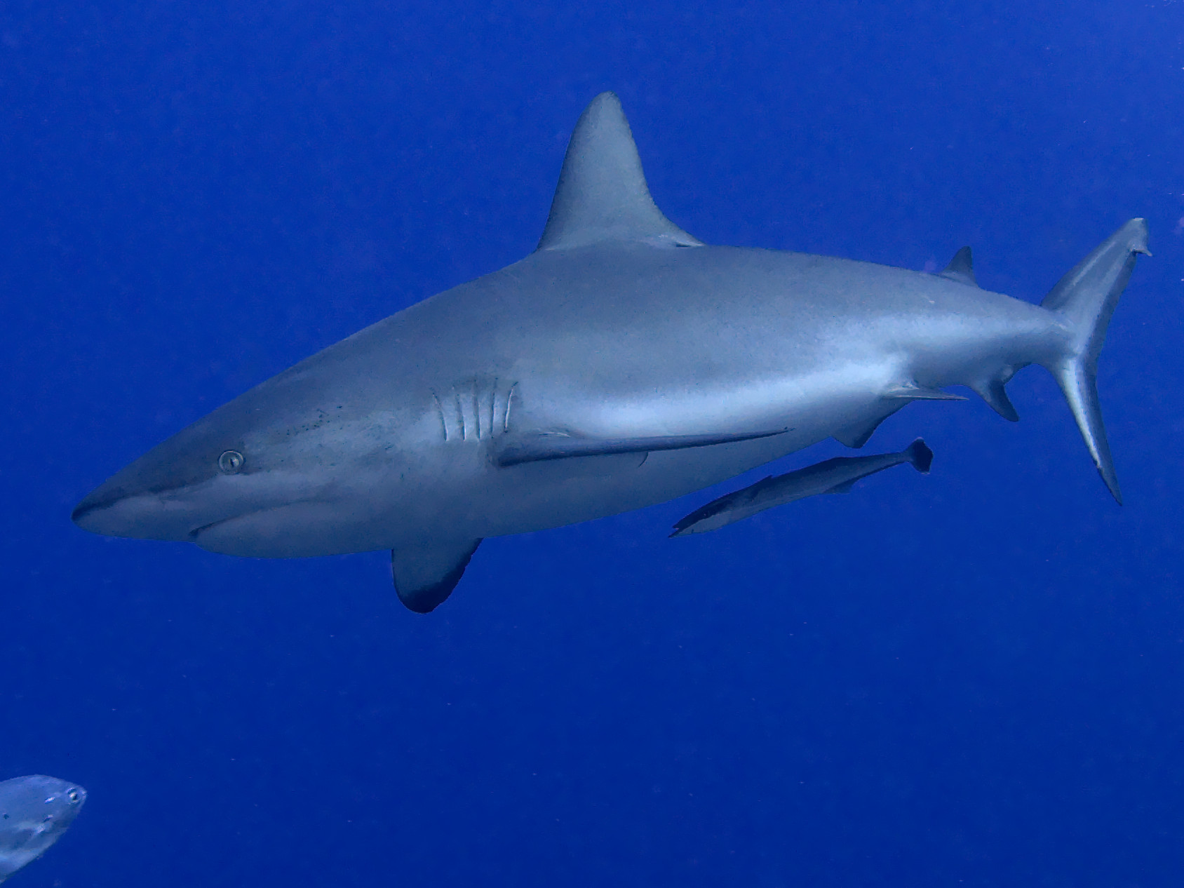 Gray Reef Shark - Carcharhinus amblyrhynchos