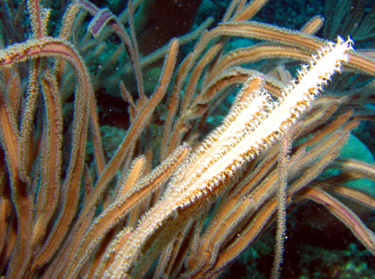 Grooved-Blade Sea Whip - Pterogorgia guadalupensis