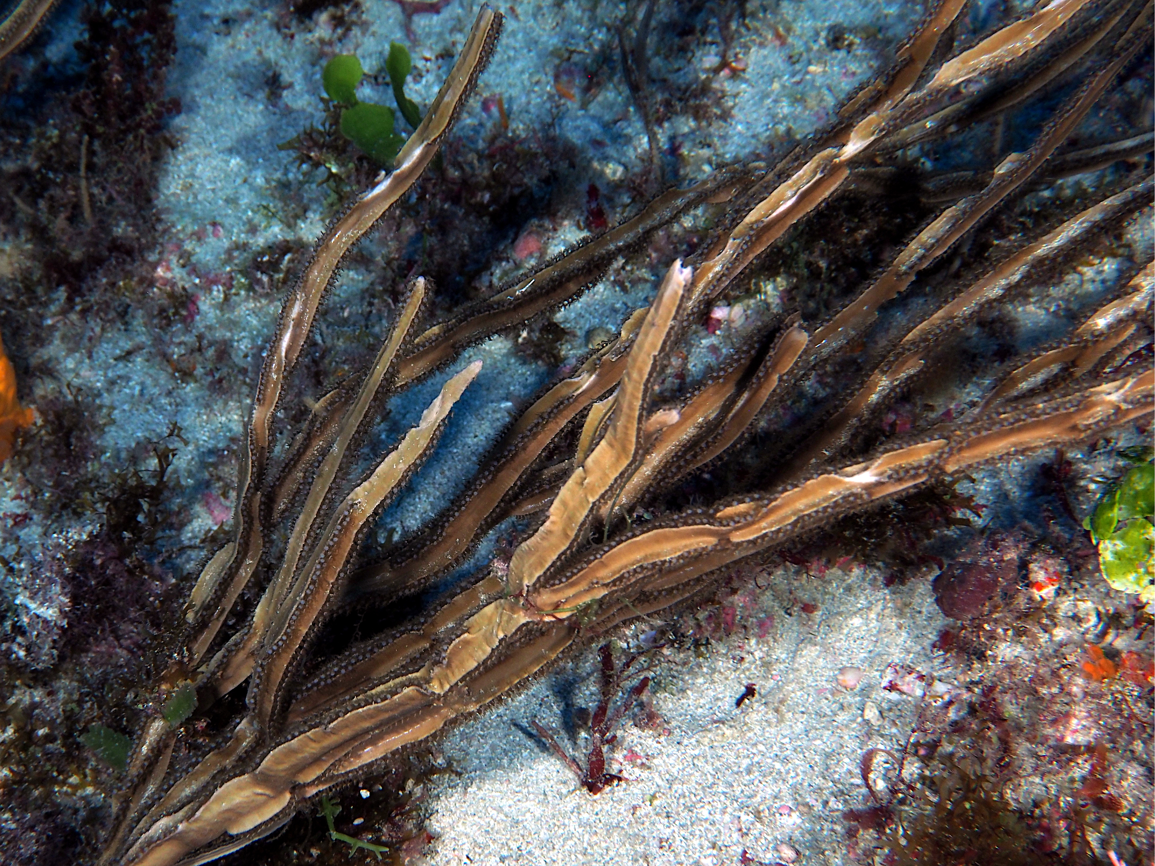 Grooved-Blade Sea Whip - Pterogorgia guadalupensis