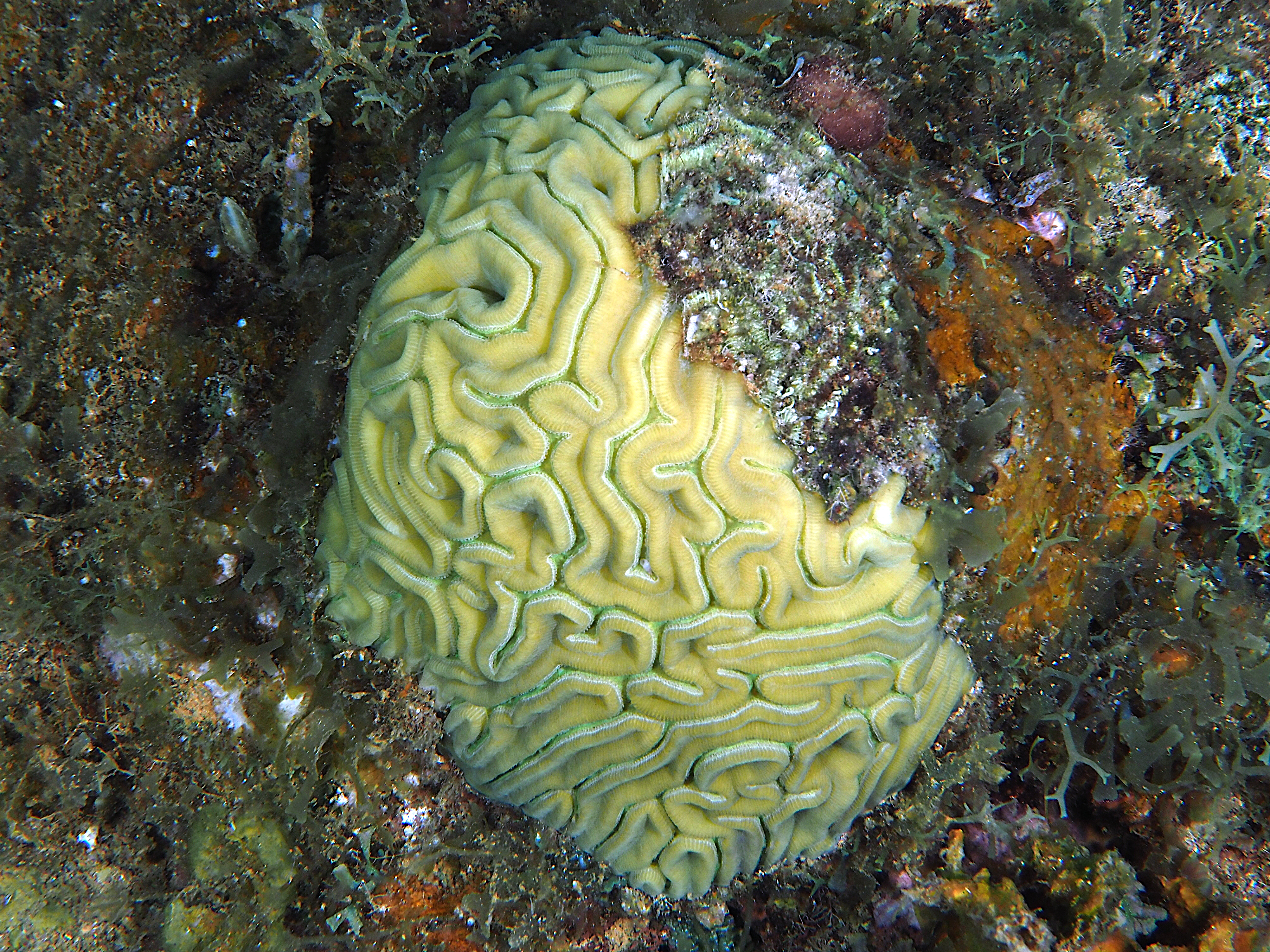 Grooved Brain Coral - Diploria labyrinthiformis