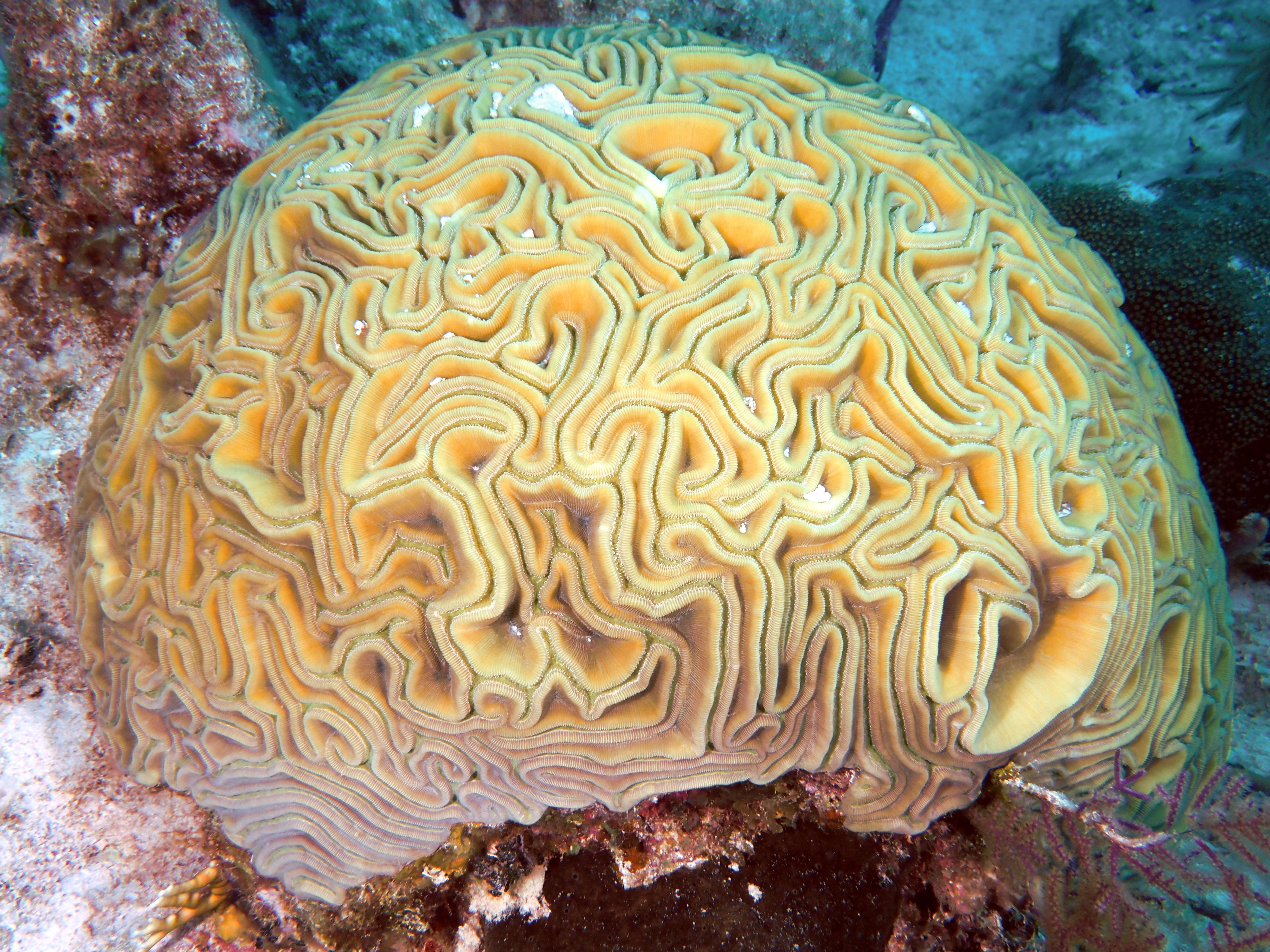 Grooved Brain Coral - Diploria labyrinthiformis