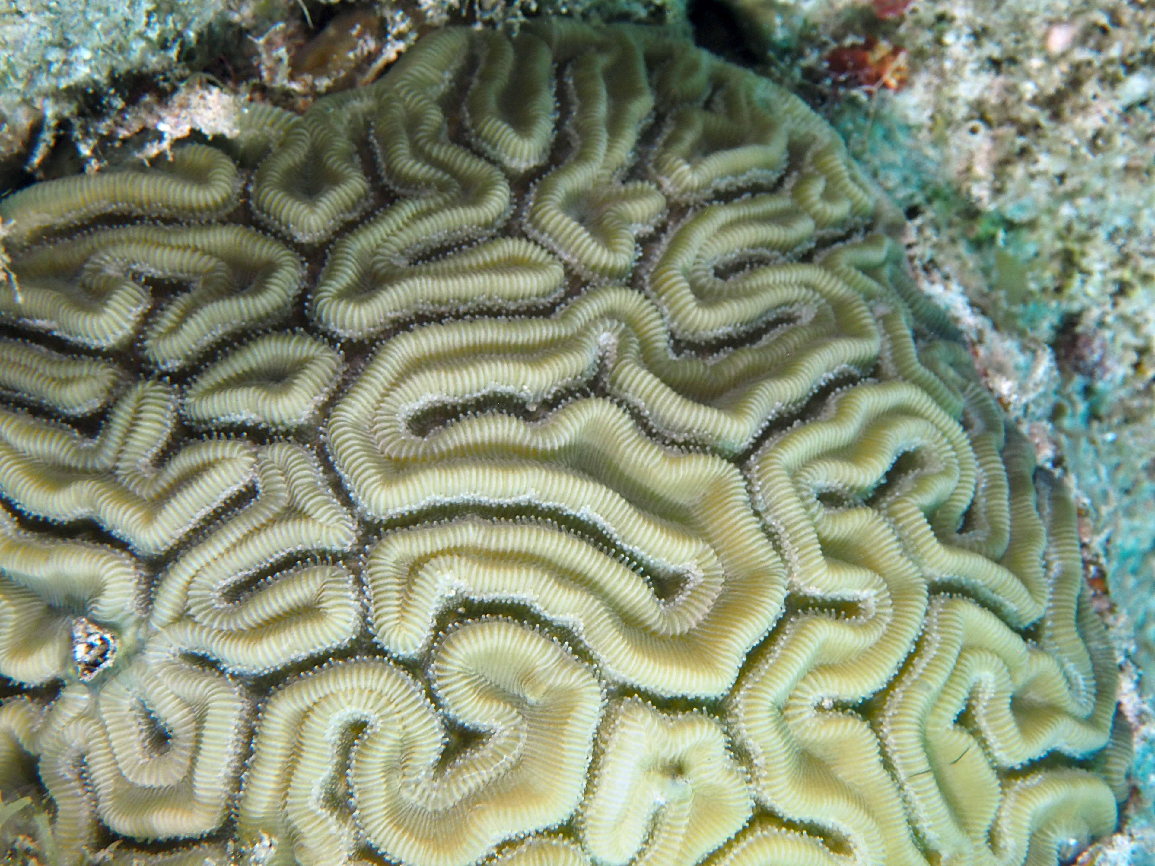Grooved Brain Coral - Diploria labyrinthiformis