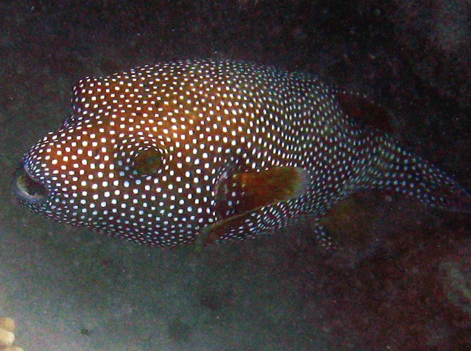 Guineafowl Puffer - Arothron meleagris