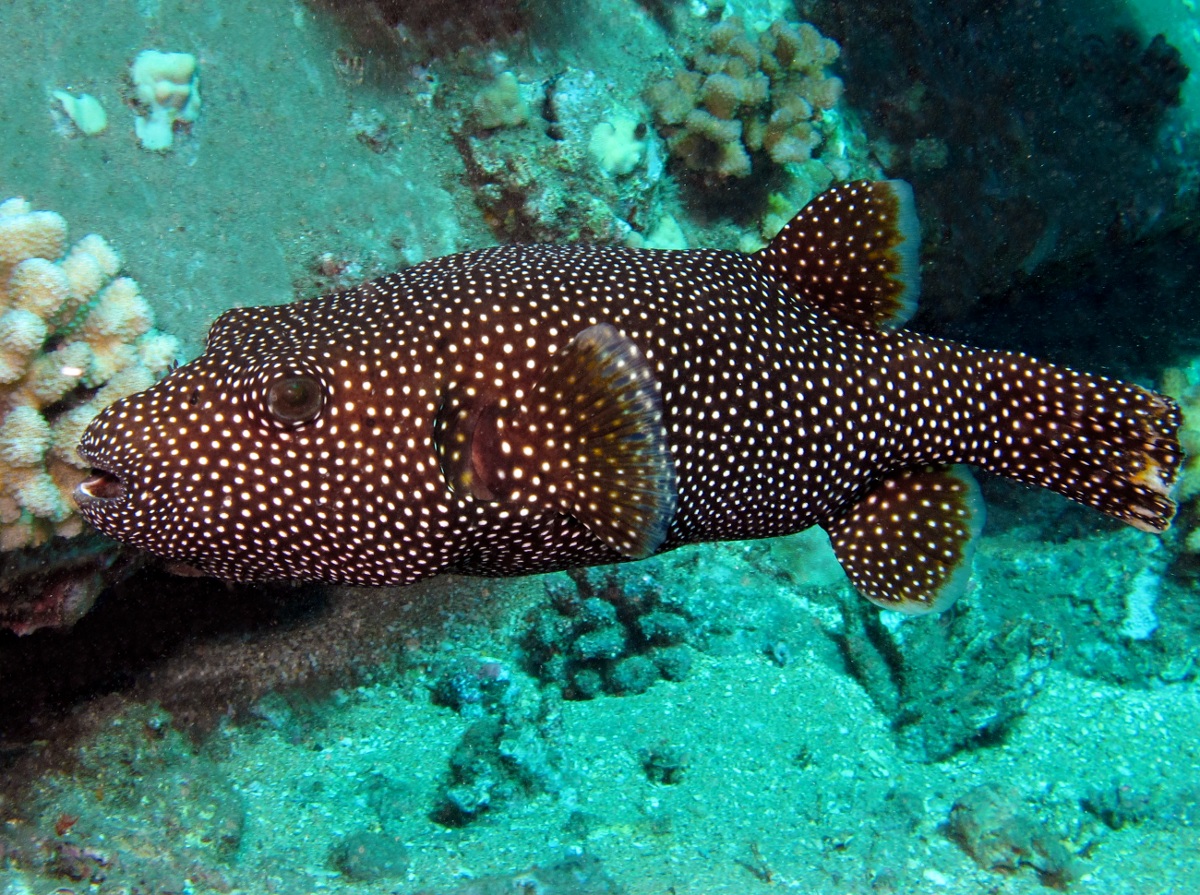 Guineafowl Puffer - Arothron meleagris