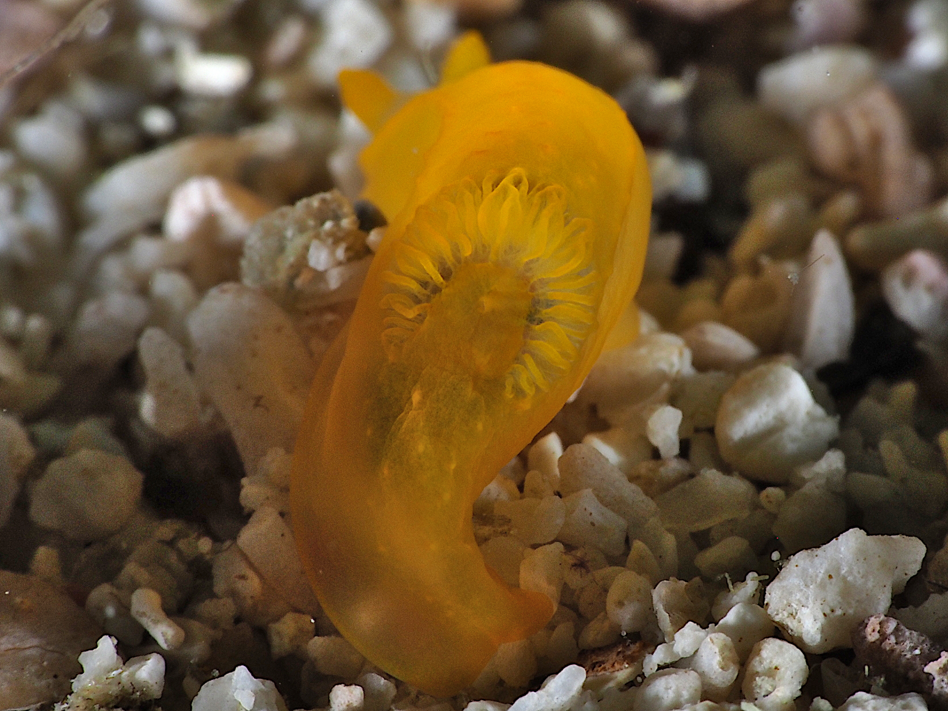 Yellow Nudibranch - Gymnodoris subflava