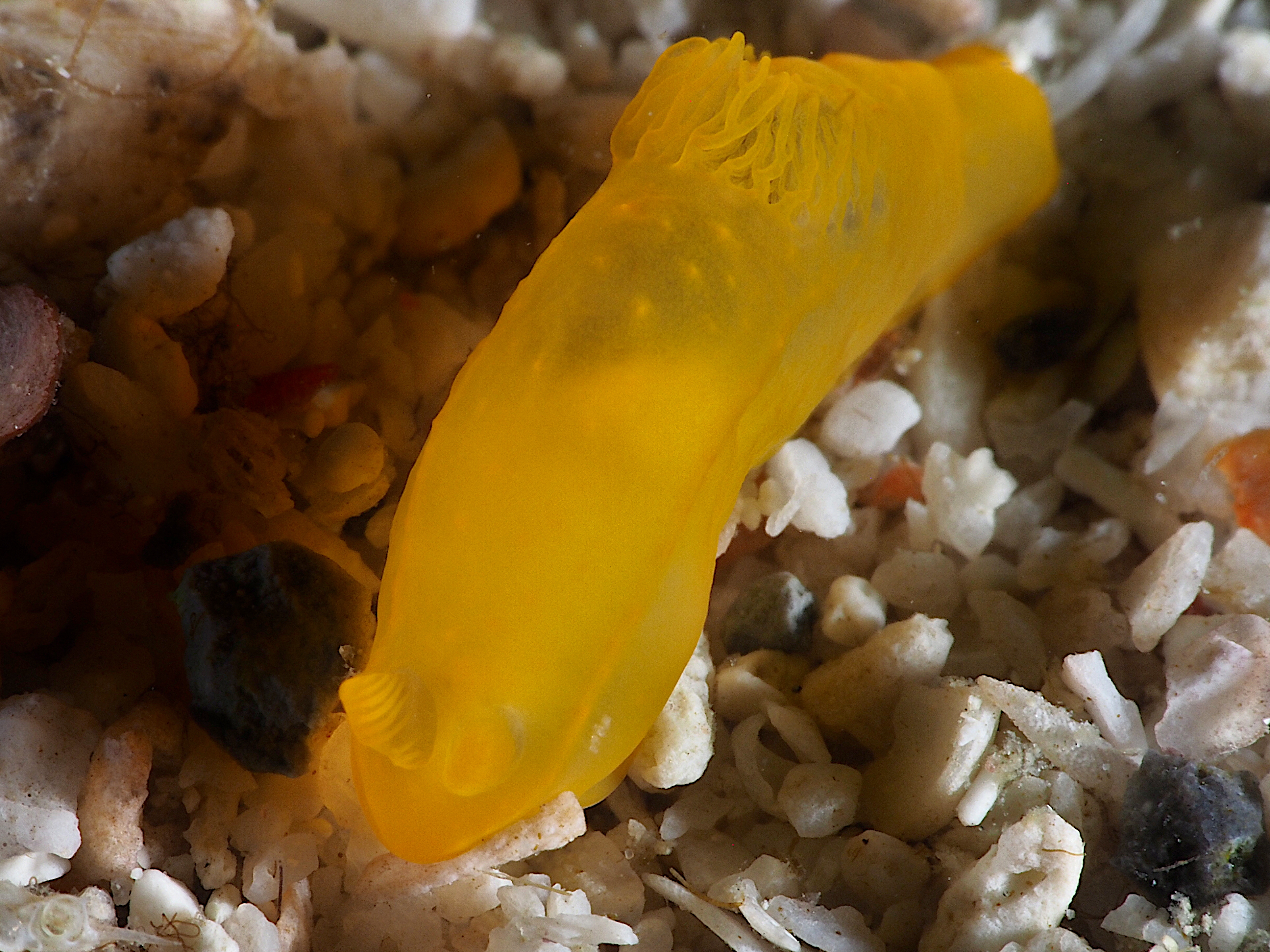 Yellow Nudibranch - Gymnodoris subflava