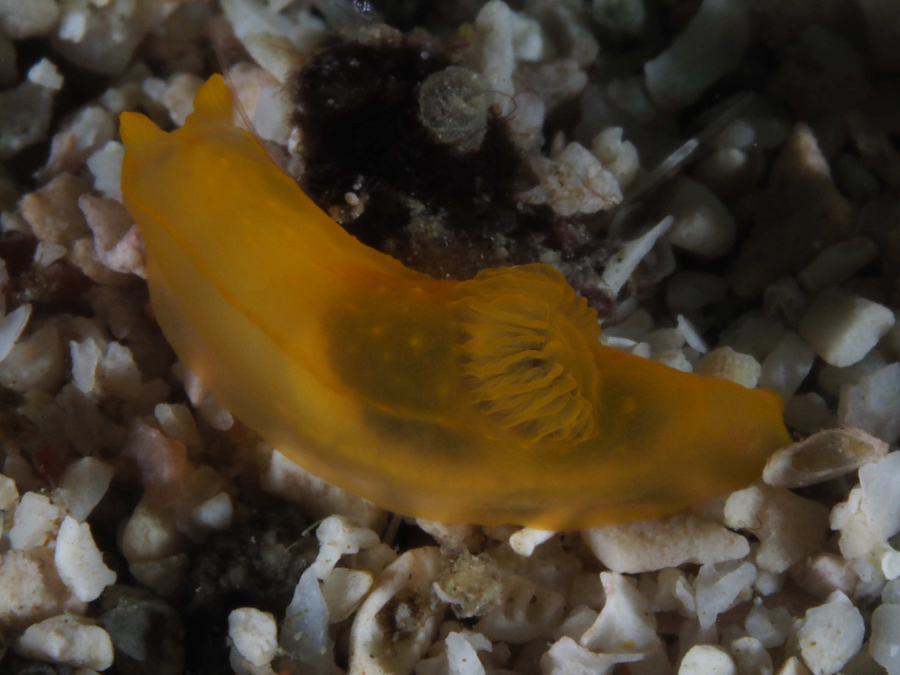 Yellow Nudibranch - Gymnodoris subflava